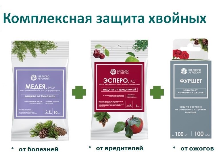 Защита хвойных культур