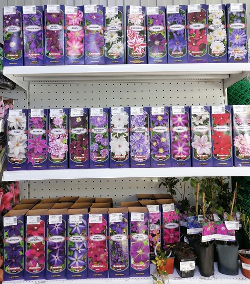 Клематисы в продаже