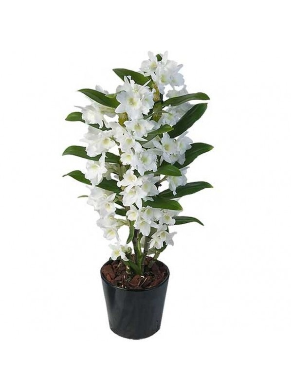 orhideya-dendrobium-white-598x806.jpg